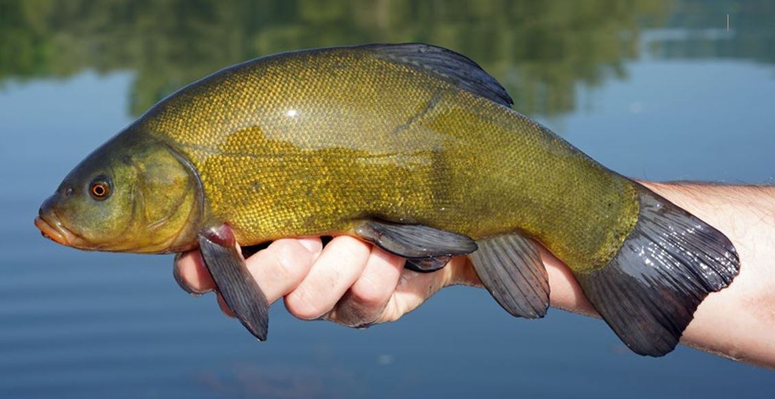 Fisch des Jahres 2024 Die Schleie — Fischereiverband Vorarlberg